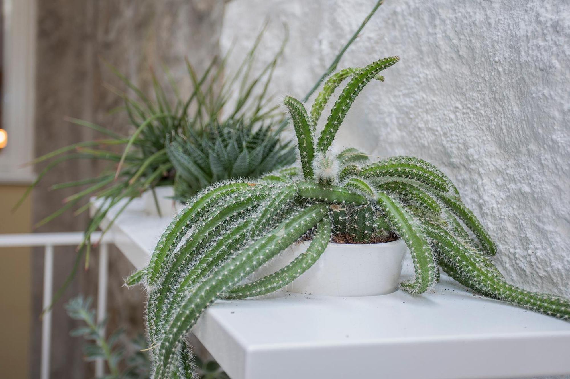 Liiiving In Porto - Clerigos Terrace Apartment מראה חיצוני תמונה